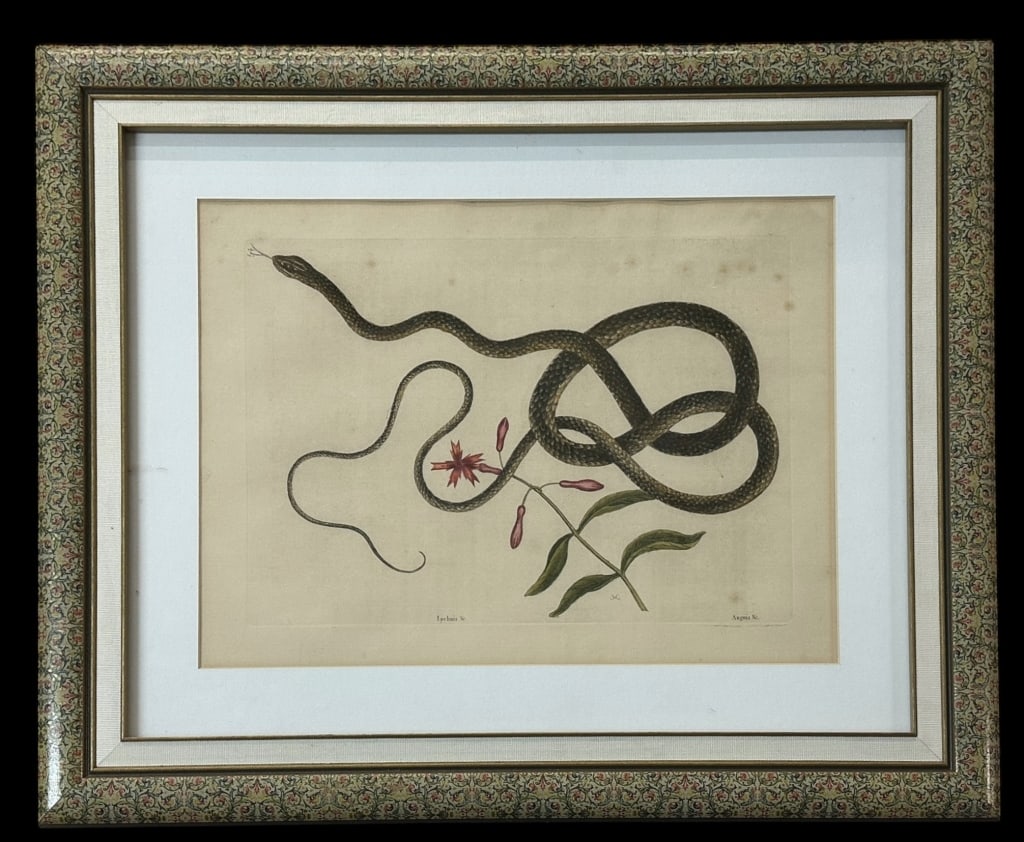 Coach Whip Snake, after Mark Catesby (1 of 6)