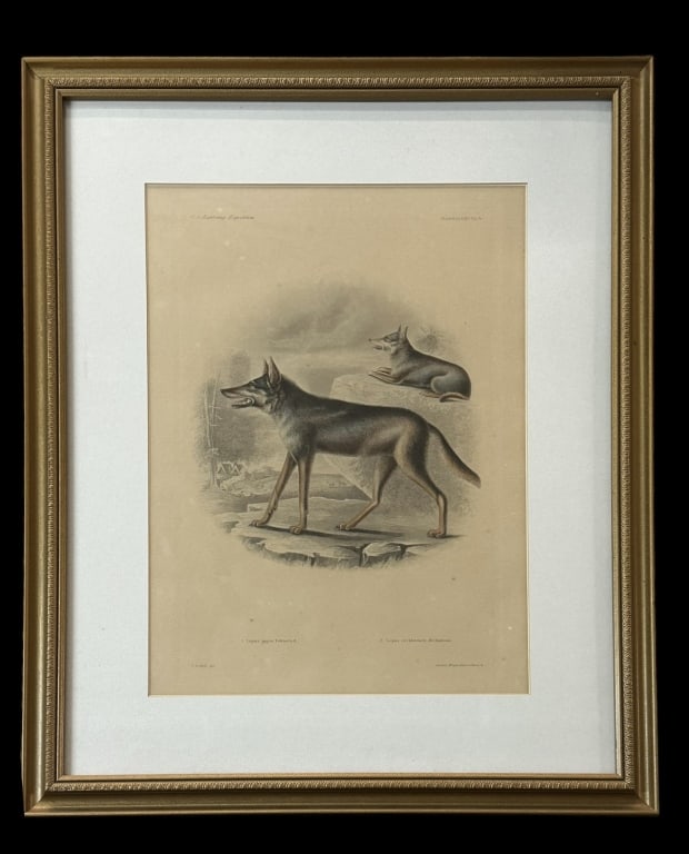 Lupus gigas and occidentalis, after T. R. Peale (1 of 6)