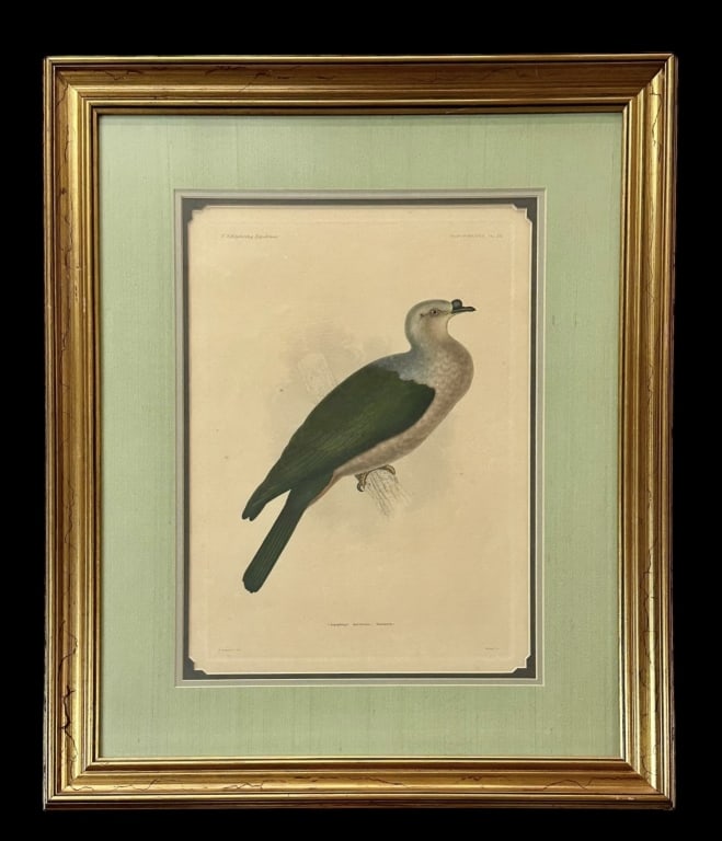 Capophaga microcera Engraving, E. Sheppard (1 of 5)