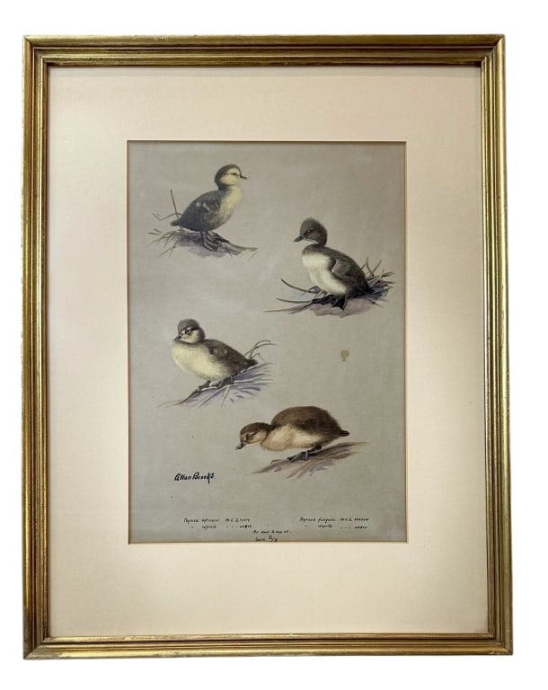 Assorted Downy Ducklings, Allan Brooks (1 of 6)