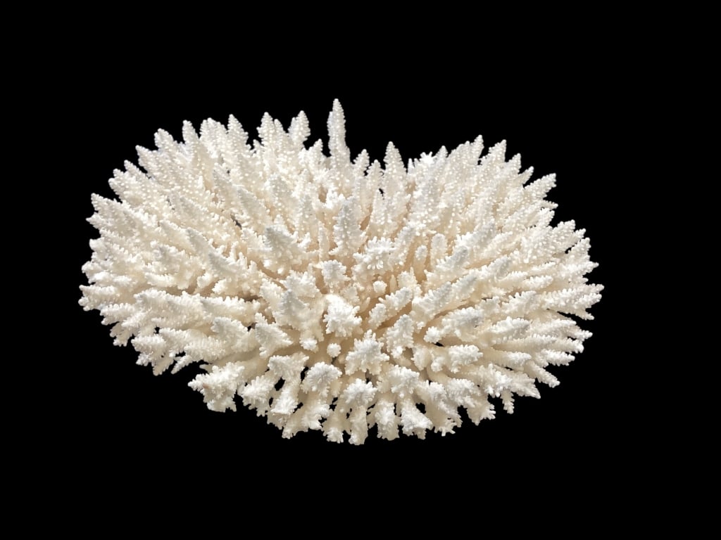 Table Coral Cluster (1 of 3)