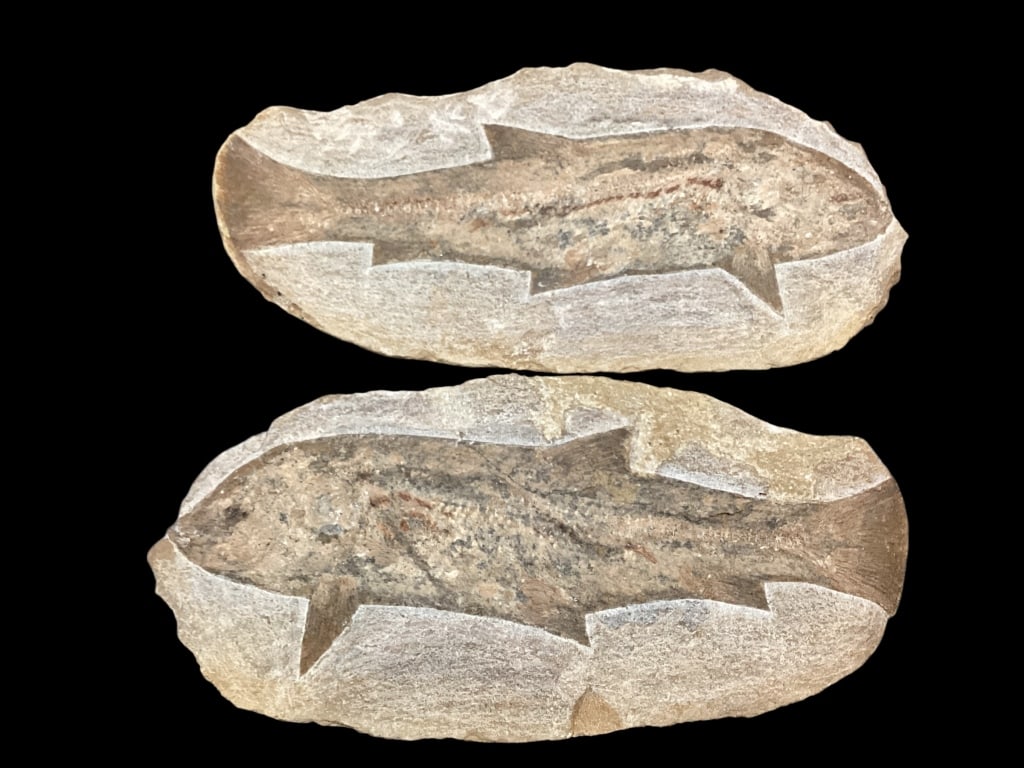 Fish Fossil (1 of 4)