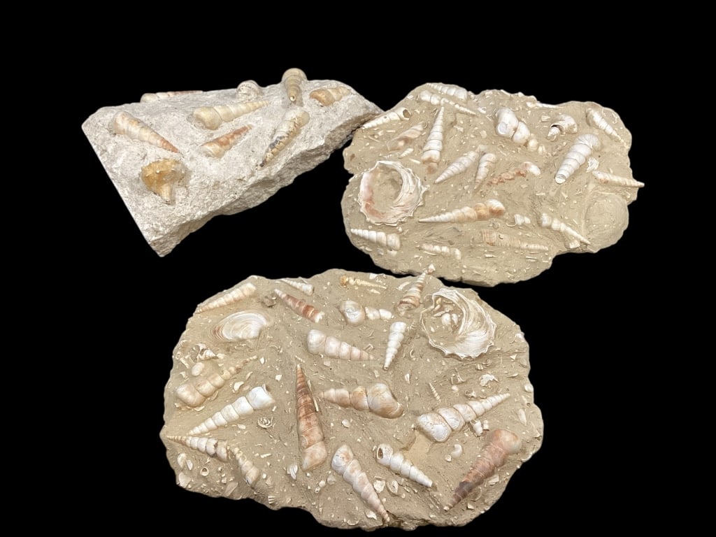 Three Clusters Fossilized Gastropods (1 of 5)