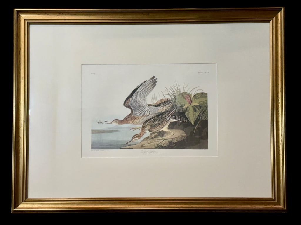 Bartram Sandpiper, after John James Audubon (1 of 7)