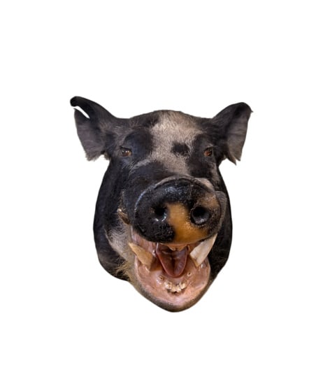 Open Mouth Feral Wild Boar Taxidermy Mount (1 of 3)