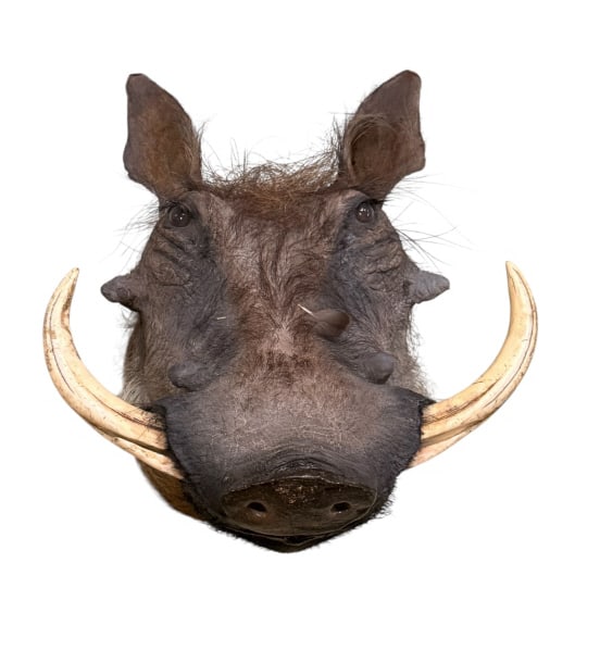 African Common Warthog Taxidermy Shoulder (1 of 3)