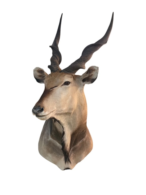 African Common Eland Antelope (1 of 3)