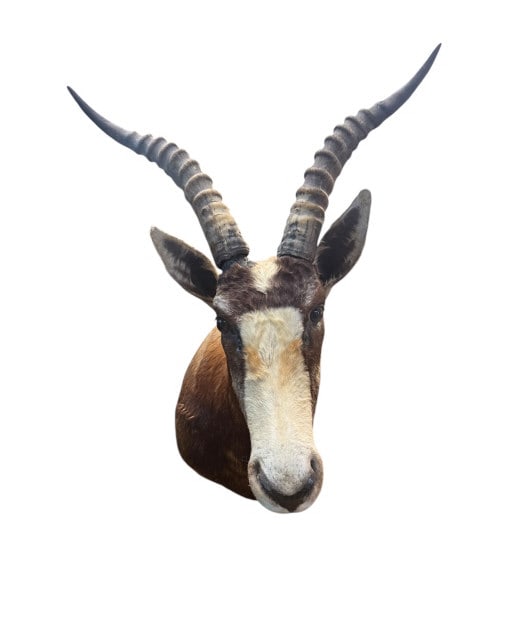 African Blesbok Antelope Taxidermy Shoulder (1 of 3)
