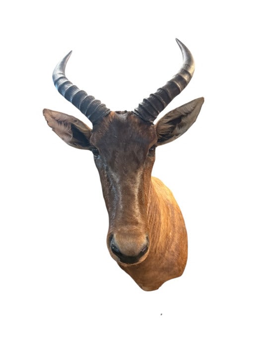 African Hartebeest Taxidermy Shoulder Mount (1 of 3)