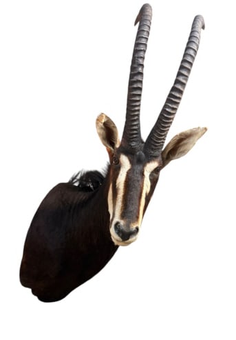 African Sable Antelope Taxidermy Shoulder (1 of 3)