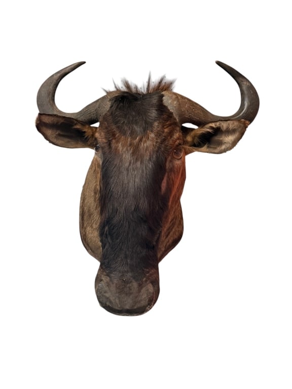 African Blue Wildebeest Taxidermy Mount: African Blue Wildebeest Taxidermy Mount An African Blue Wildebeest (Connochaetes taurinus) taxidermy shoulder mount. The specimen is mounted in a classic, forward-facing alert pose, showcasing its dis