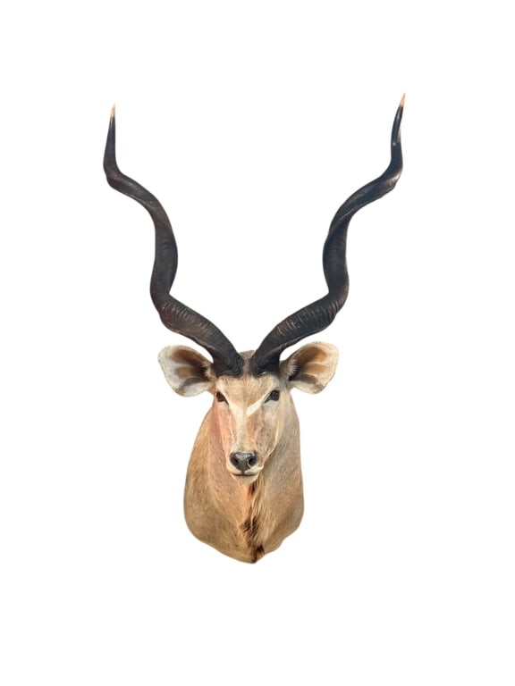 African Greater Kudu Taxidermy Shoulder Mount: African Greater Kudu Taxidermy Shoulder Mount A striking African Greater Kudu (Tragelaphus strepsiceros) male antelope taxidermy shoulder mount. The specimen is presented in a straight-forward, majest