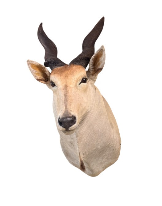 African Common Eland Taxidermy Shoulder Mount (1 of 3)