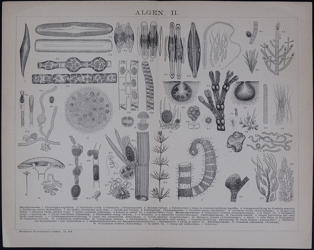 19th c. Botanical Drawings Engraving Lot (1 of 3)