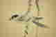 item-109337932=5