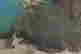 item-132059909=3