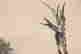 item-132060260=2