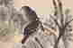 item-132060260=3