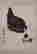 item-132060288=2