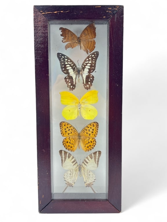 Shadow Box of Taxidermy Butterflies: one butterfly's wings are a bit broken (rest is not inside box) - wood laquer/finish of frame is peeling - 12" x 5"