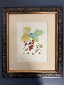 Framed Colored Etching Of Crataegus Coccinioides