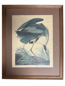 Framed Great Blue Heron Print By Audubon