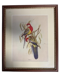 Framed Print Of Parrots By J. Gould