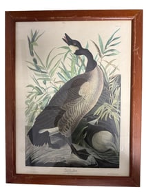 Canada Goose Print By J.J. Audubon