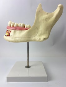 3B Scientific Life-Size Jaw Model