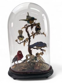 Victorian Taxidermy Bird Display With Glass Dome
