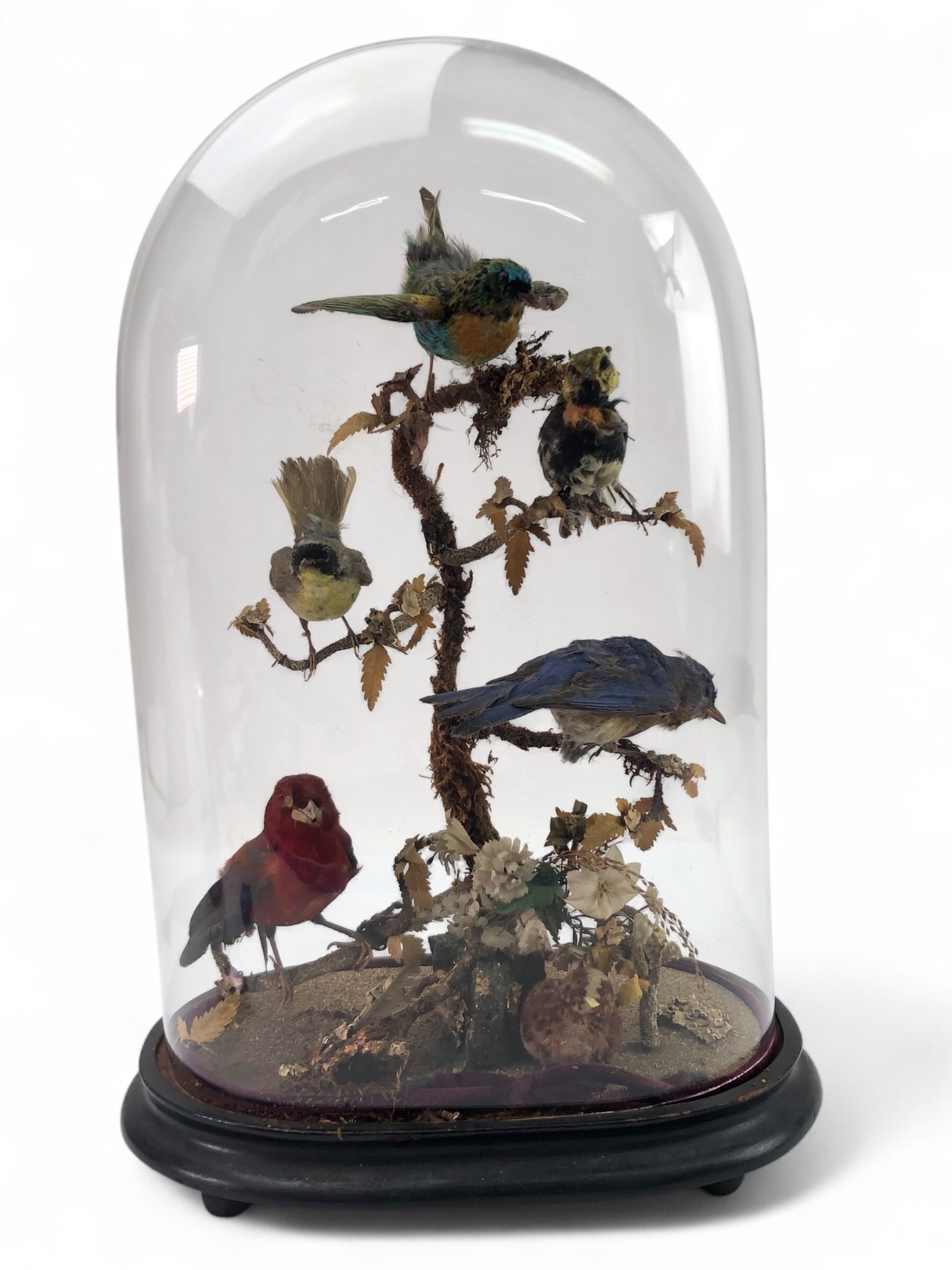 Victorian Taxidermy Bird Display With Glass Dome (1 of 17)