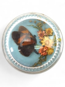 Antique Round Glass Taxidermy Butterfly Paperweight