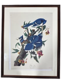 J.J. Audubon Blue Jay Framed Print