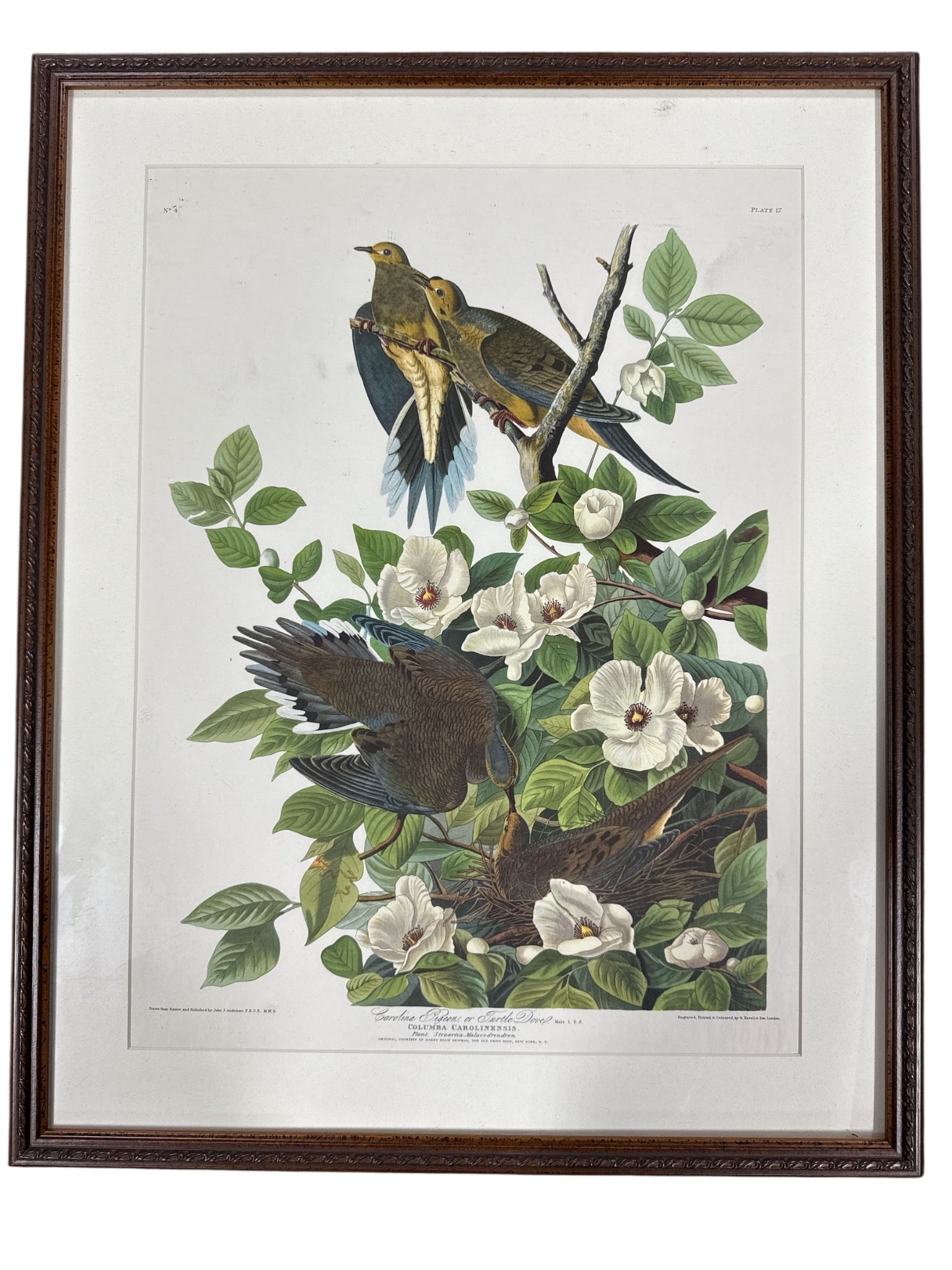 John J. Audubon Carolina Pigeon Print (1 of 8)