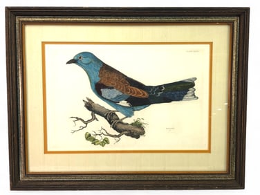 Prideaux John Selby Hand-Colored Engraving