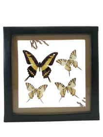 Taxidermied Butterflies In Glass Shadow Box