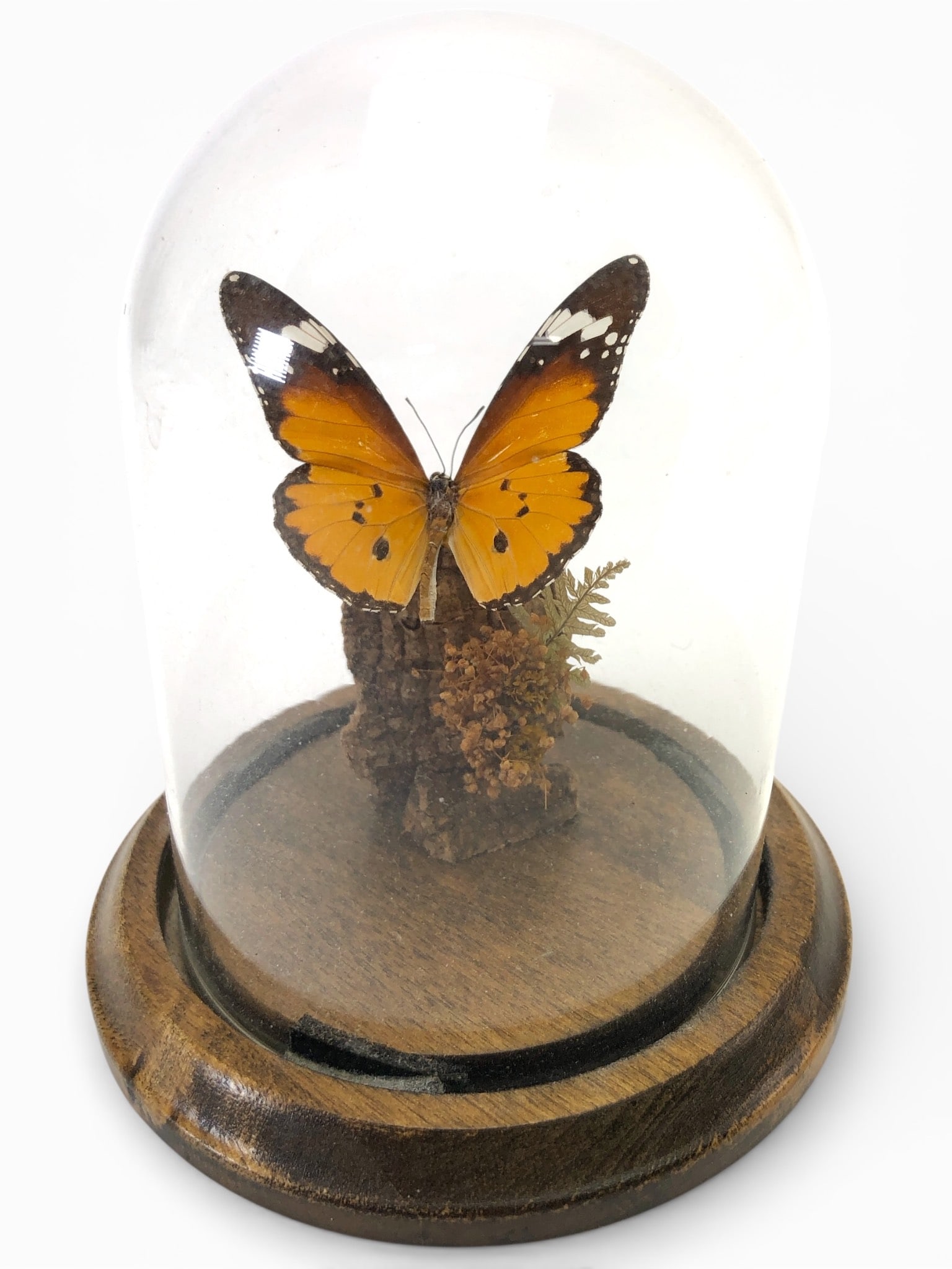 Taxidermied African Monarch Butterfly In Dome (1 of 8)