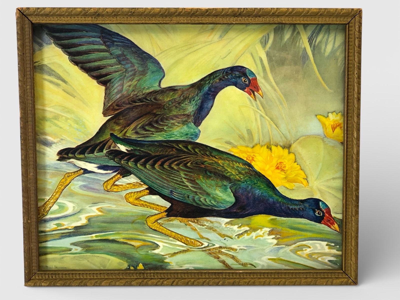 Vtg Print Of Purple Gallinule Hunting Ducks: Vintage print of purple gallinule hunting ducks, attributed to Charles DeFeo. The artwork is framed, measuring 8 3/4 x 10 5/8 inches. Depicts a vibrant nature scene featuring purple gallinules in thei