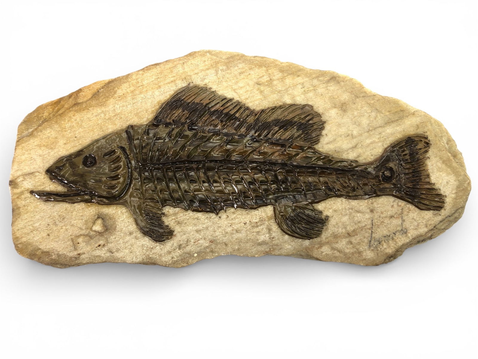 Signed Leonardo Fish Fossil Sculpture (1 of 9)