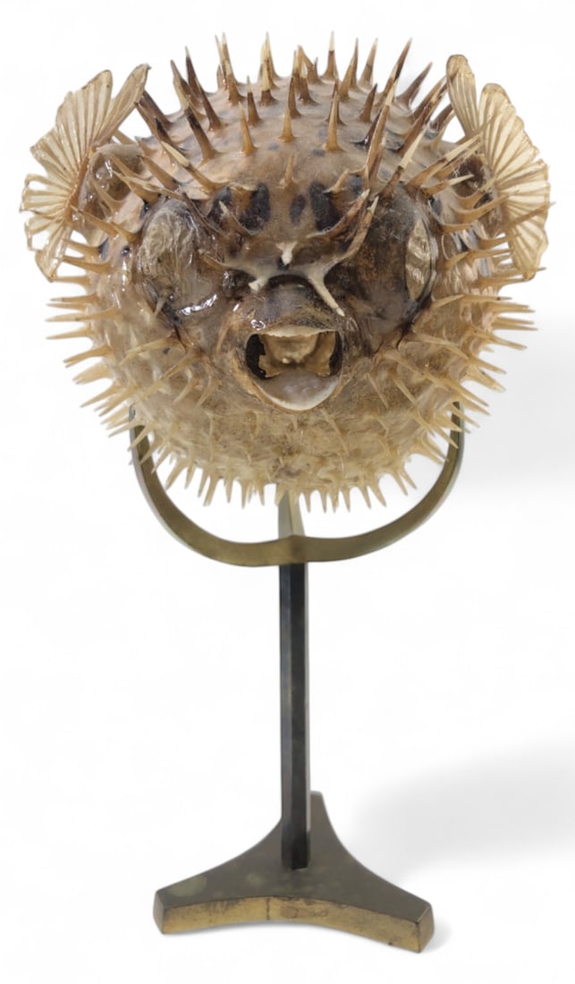 Taxidermied Porcupine Pufferfish on Brass Stand: Taxidermied porcupine pufferfish presented fully inflated with extended spines, open mouth, and preserved fins. Rests on a custom brass-tone metal tripod cradle stand. Item is noted as extremely