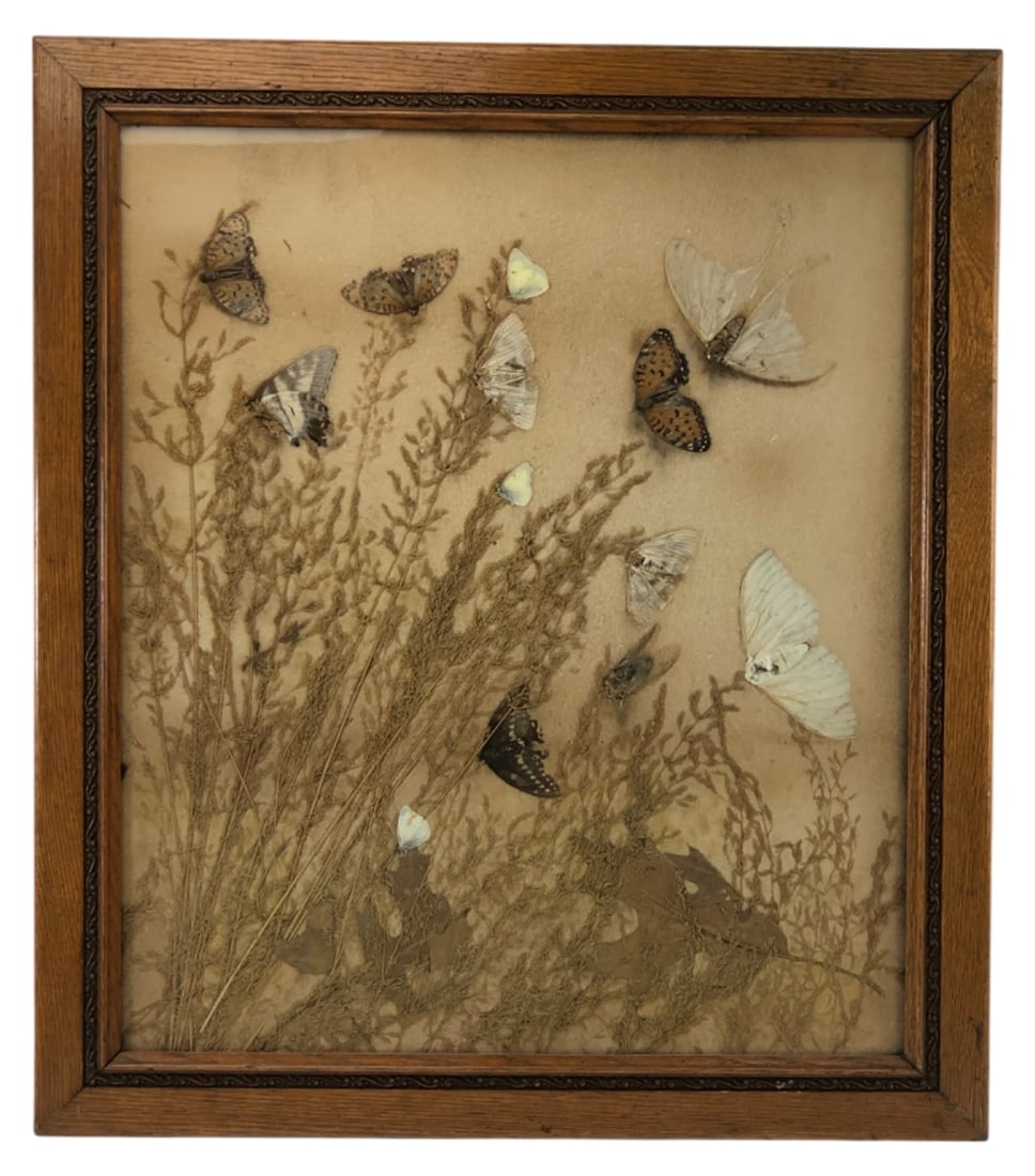 Framed Dried Moth & Botanical Specimen Display: Framed display featuring a collection of dried moths, butterflies, grasses, and leaves mounted on a neutral background. Housed in a wooden frame with decorative inner molding. Measures 24.5 x 21.5