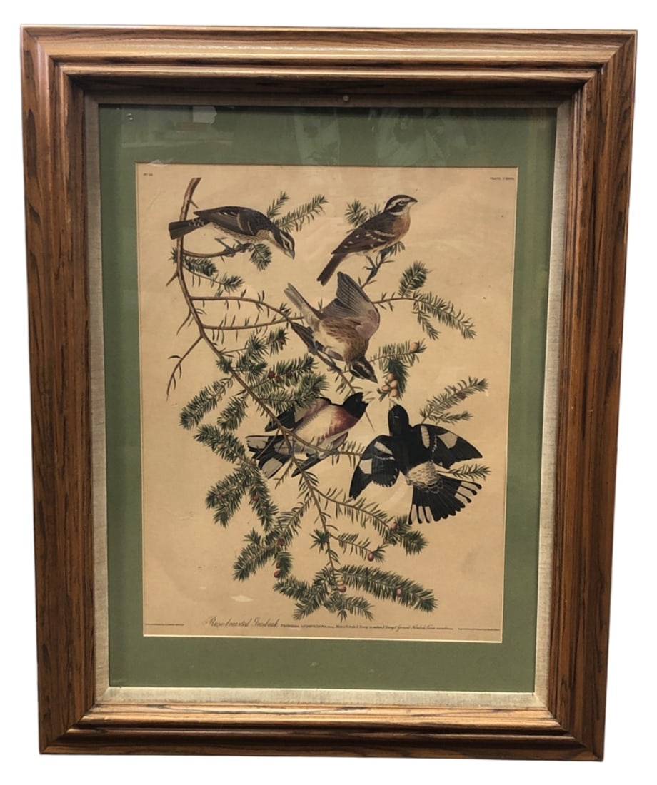 J.J. Audubon Rose-Breasted Grosbeak Print (1 of 6)