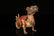A bronze 'lion'ornament - 2