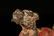 A bronze 'lion'ornament - 5