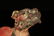 A bronze 'lion'ornament - 6