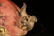 A bronze 'lion'ornament - 7