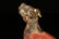 A bronze 'lion'ornament - 8