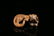 A Finely Carved White and Russet 'Beast' Ornament