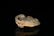 Two Top and Fine White Jade Ornaments - 7