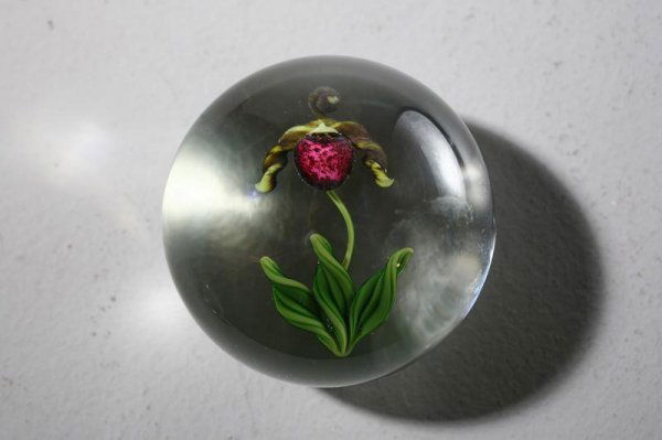 GORDON SMITH PAPERWEIGHT. Burgundy pitcher plant.: GORDON SMITH PAPERWEIGHT. Burgundy pitcher plant. Inscribed on the back "GES 1985" for Gordon Smith. 2 1/2"d.